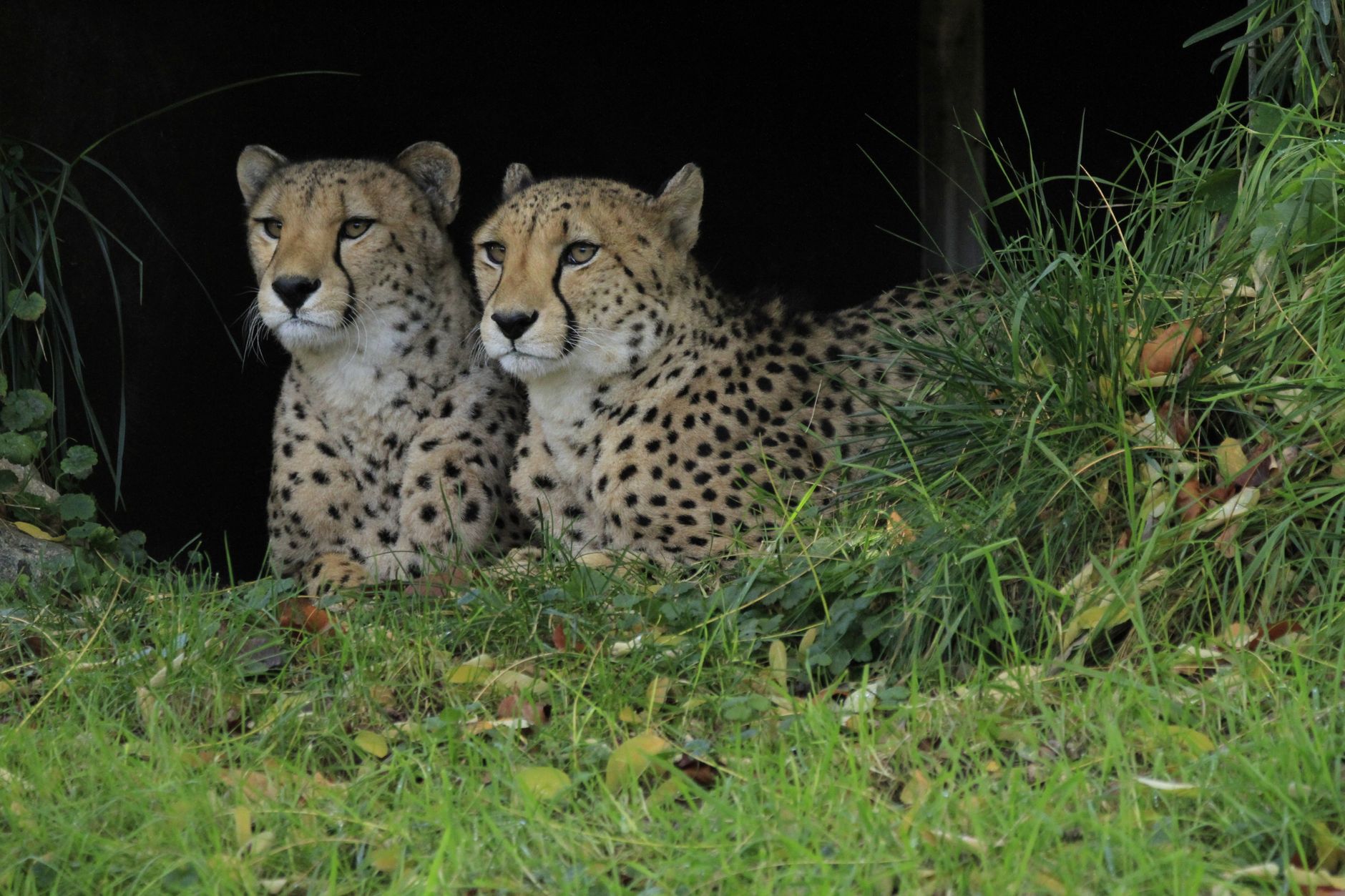 Guépard au Zoo de Beauval