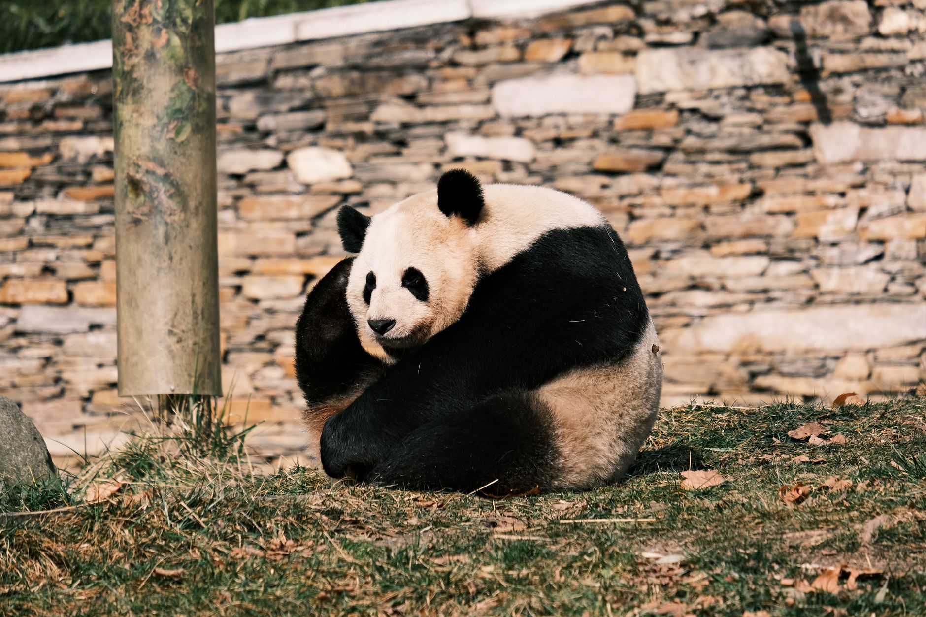 Panda géant au Zoo de Beauval