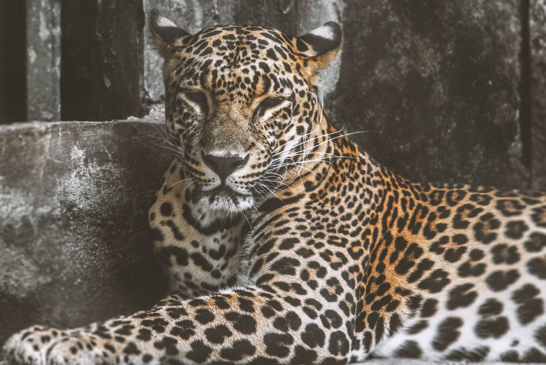 Panthère des neiges au Zoo de Beauval