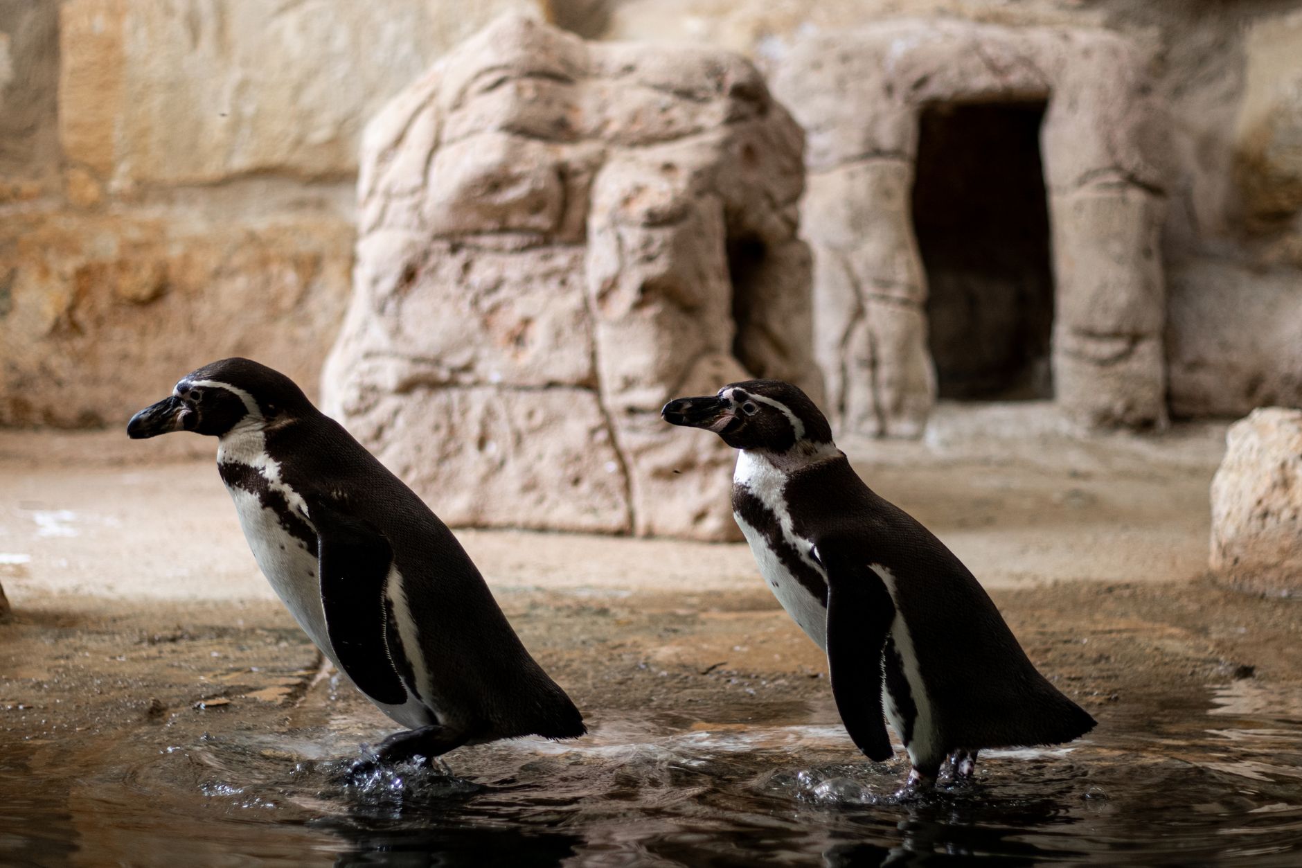 Manchots de Humboldt au ZooParc de Beauval