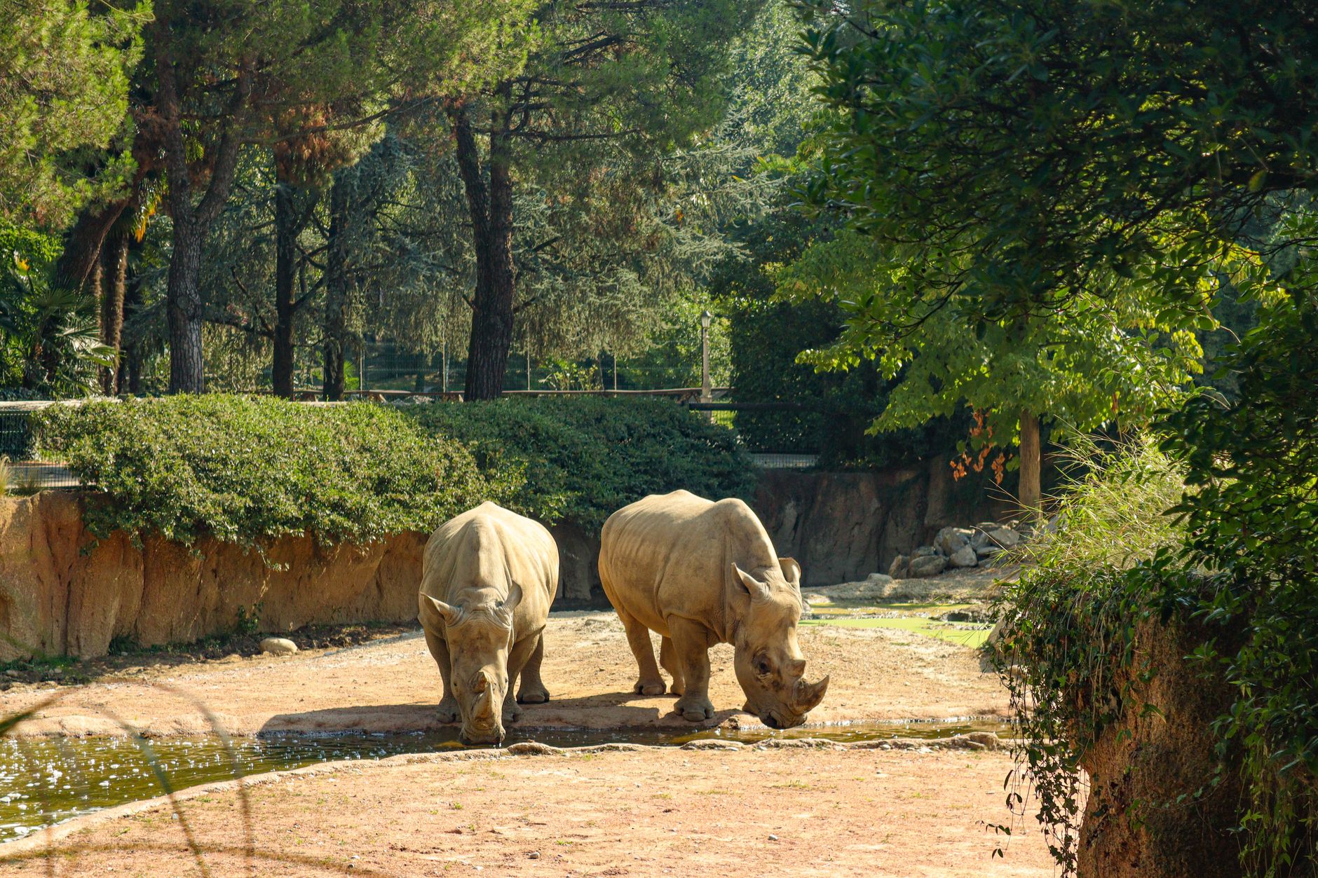 Rhinocéros au ZooParc de Beauval