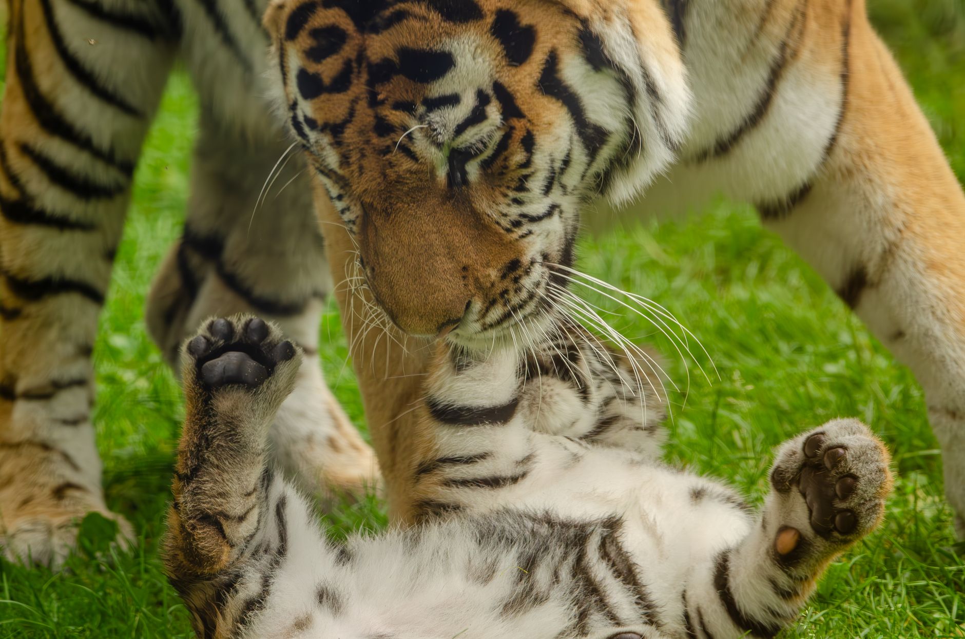 Tigre de Sumatra au ZooParc de Beauval