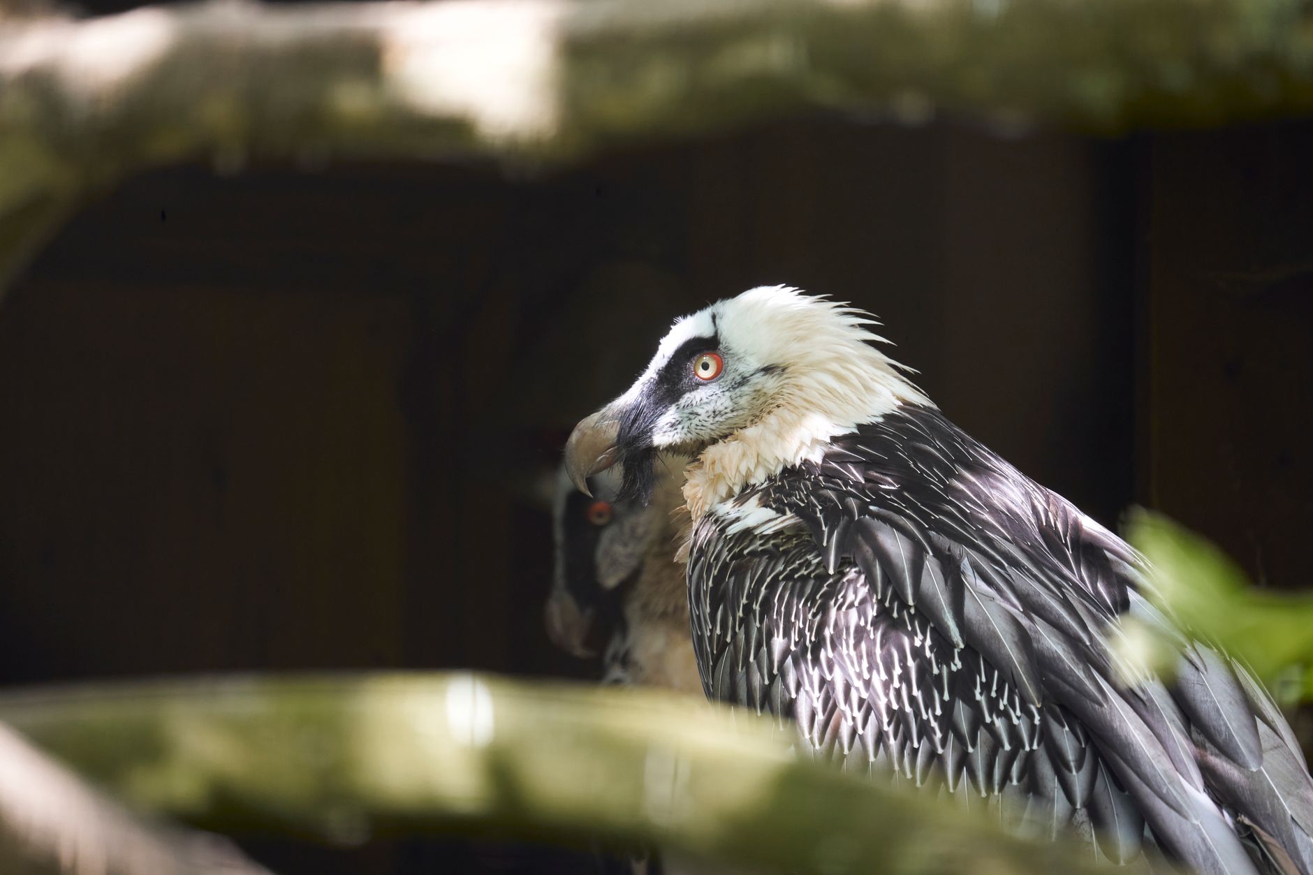 Gypaète barbu au Zoo de Beauval