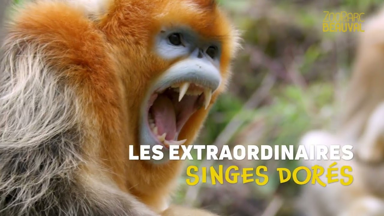Singes dorés au ZooParc de Beauval