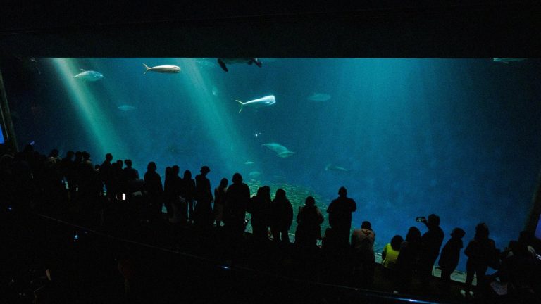 Aquarium de Paris&nbsp;: dernier accès à 18h et nocturne jusqu’à 21h le samedi