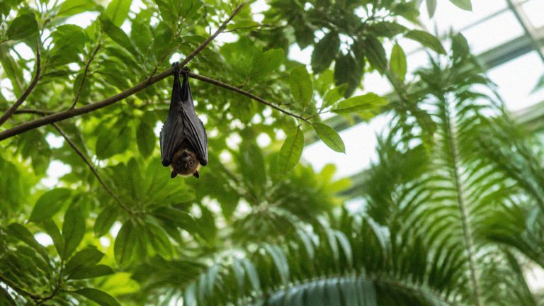 Nuit internationale de la chauve-souris 2026 : où observer les roussettes de Rodrigues à Beauval