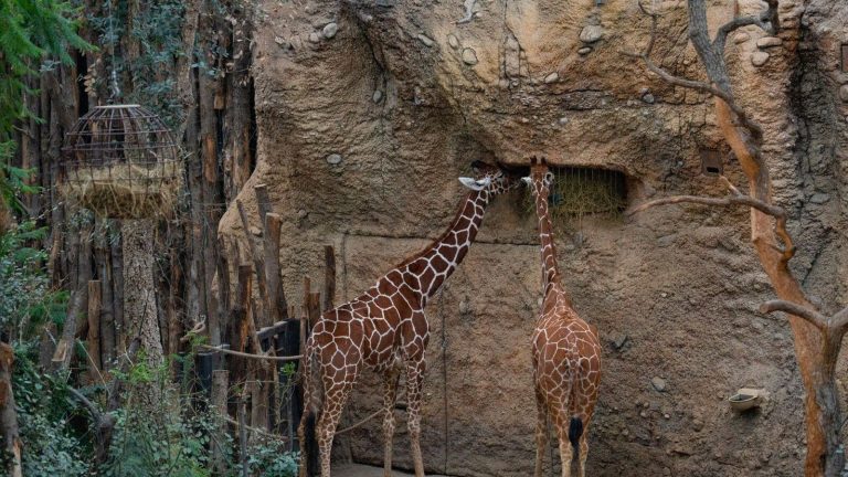 Parc zoologique de Paris : tarifs, horaires et accès pour préparer sa visite