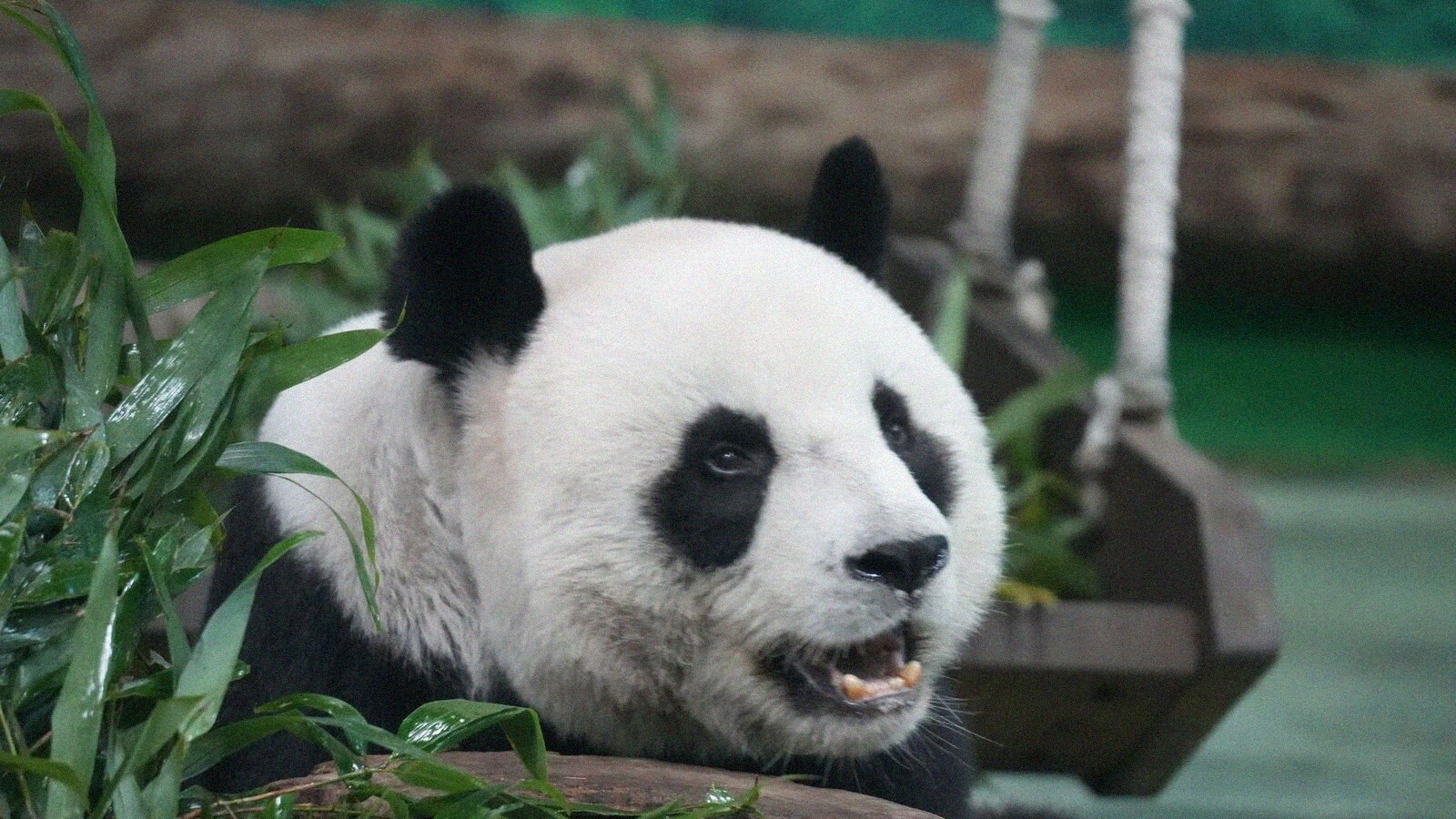 Zoo de beauval quel billet choisir entre tarif date 2 jours