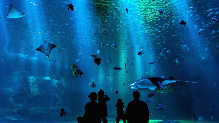 Aquarium de Paris le 22 septembre 2026 : fermeture de la salle de spectacles, tarifs et conseils pour votre visite