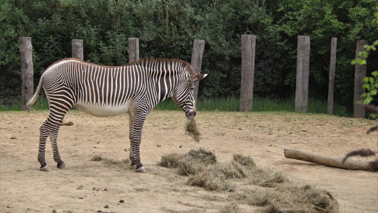 Les Dimanches au zoo de Paris : ateliers, tarifs et réservations pour organiser votre sortie en famille