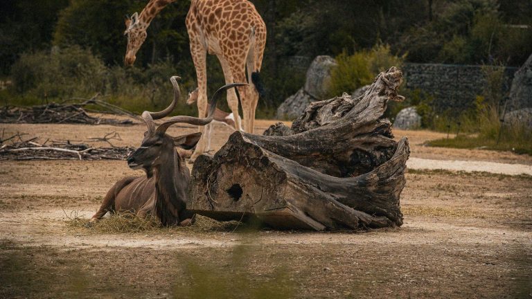Parc zoologique de Paris et Muséum : la saison des 400 ans lancée en vidéo et en podcast