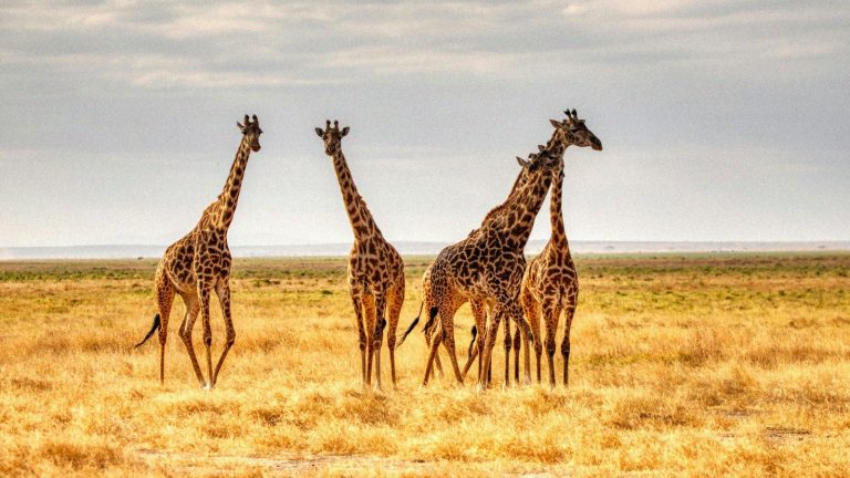 Petit-déjeuner avec les girafes au zoo de Paris : tarifs, horaires et déroulement pour réserver en 2026
