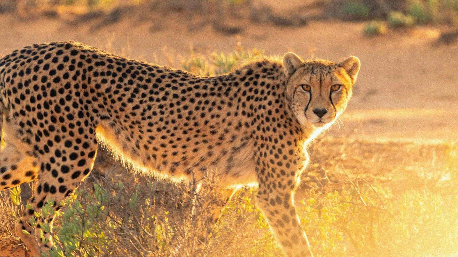 Rencontres privileges au zooparc de beauval nouvelles