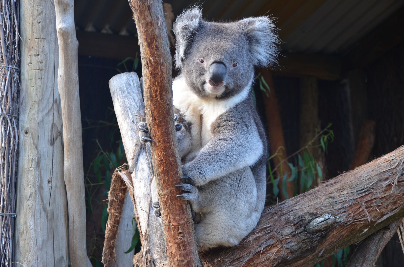 Koala agrippé à une branche d’eucalyptus dans son enclos boisé