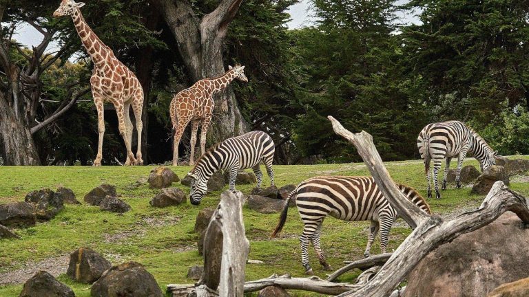 ZooParc de Beauval en octobre 2026 : fermeture exceptionnelle pour privatisation, accès et tarifs