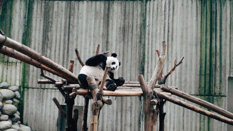 ZooParc de Beauval : l’offre « L’Été Continue » prolongée jusqu’au 13 septembre 2026