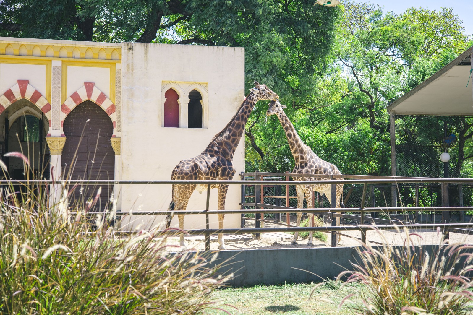Enclos paysager du ZooParc de Beauval avec des girafes évoluant dans la plaine