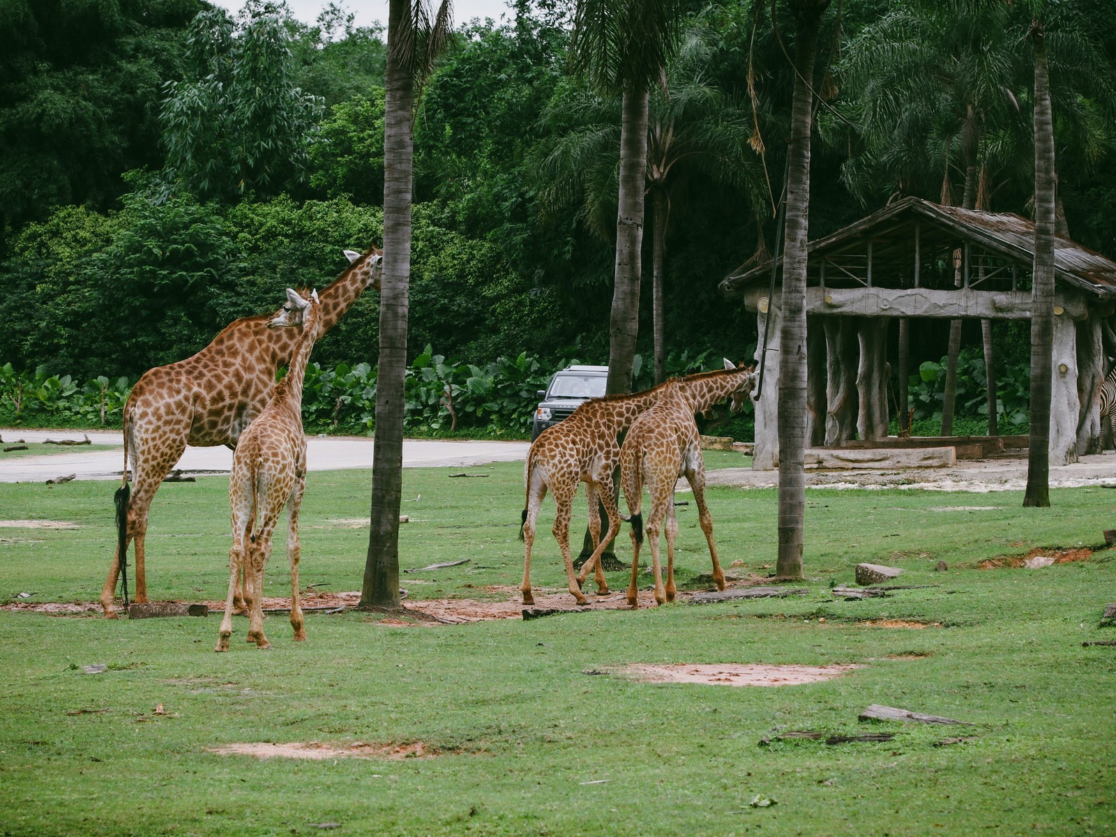 Girafes dans la biozone Sahel-Soudan au zoo de Paris