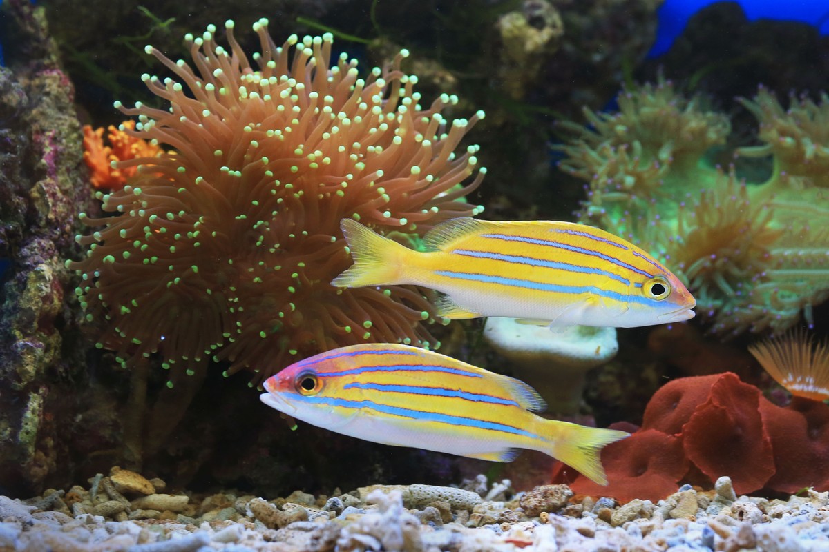 Banc de poissons tropicaux parmi les formations coralliennes