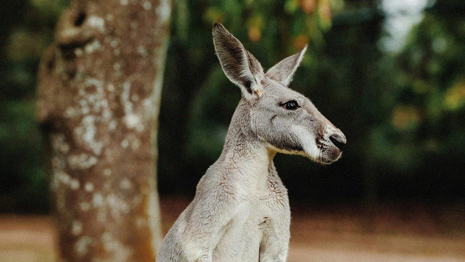 Les terres rouges au zooparc de beauval nouveautes