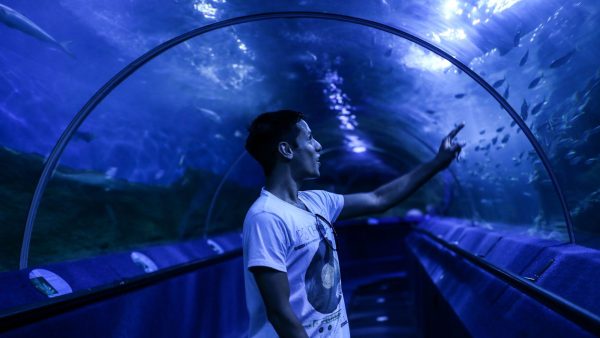 Molang en mode chill à l’Aquarium de Paris : nouveauté de l’automne 2026, tarifs et conseils de visite