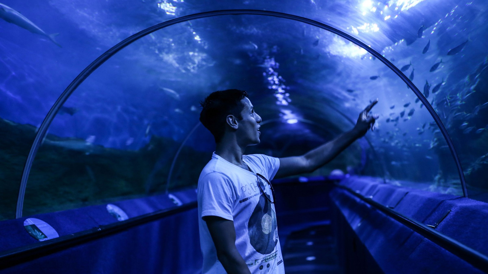 Visiteur observant les poissons depuis le tunnel vitré d’un aquarium
