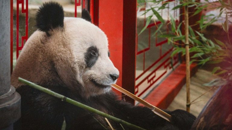 Pandas de Beauval : la Toussaint 2026, dernières vacances pour voir les jumelles avant leur départ