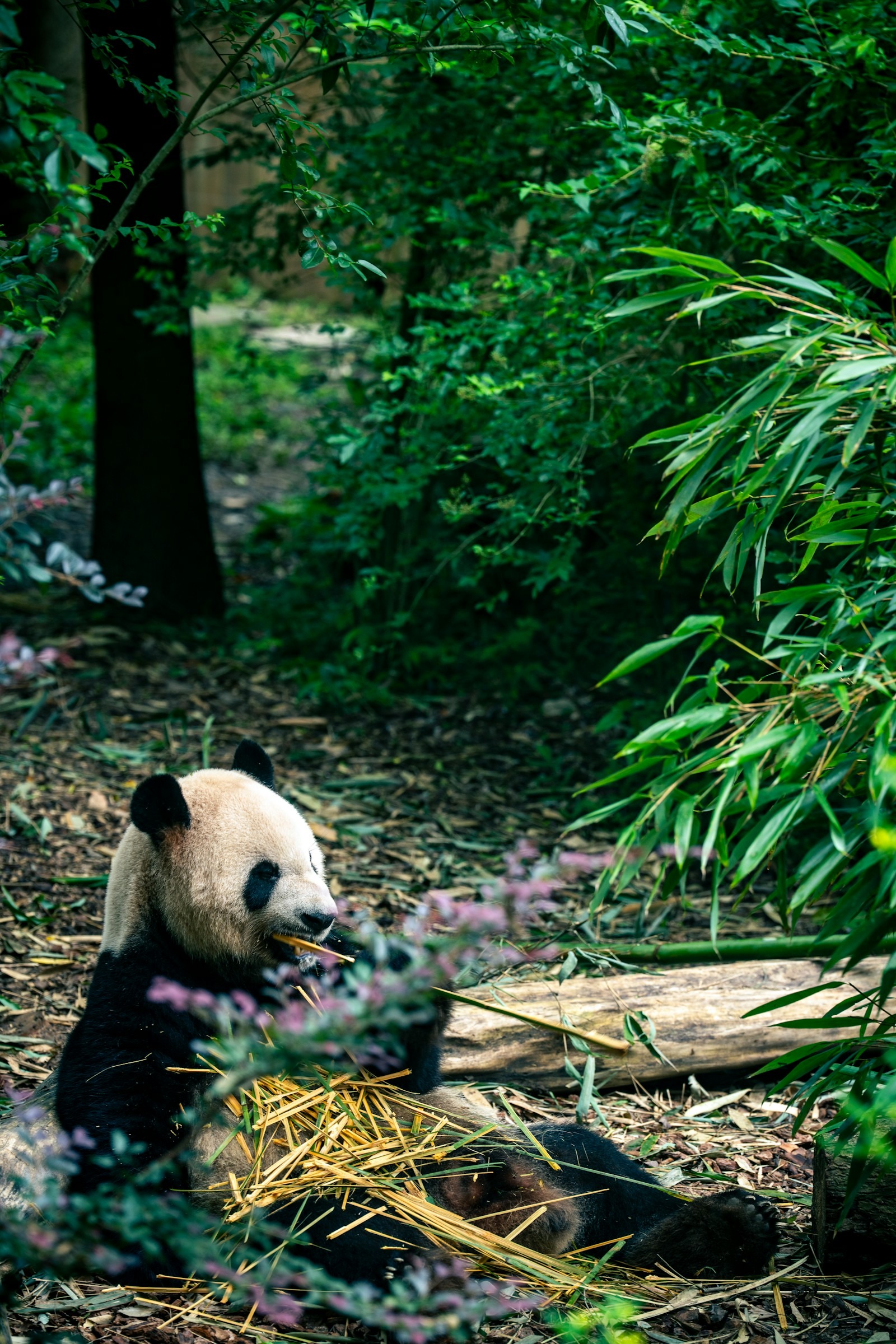 Un panda géant mange du bambou dans un environnement végétalisé